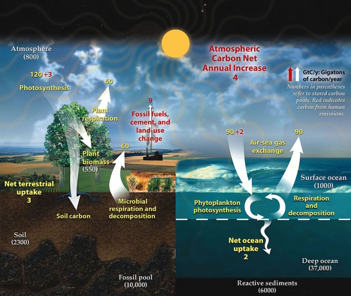 The carbon cycle with natural flux in yellow and anthropogenic contributions in red. Volcanic activity is not shown (7)