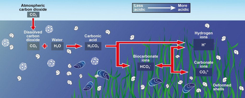 Oceanic Carbon System
