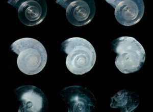 pteropod dissolution